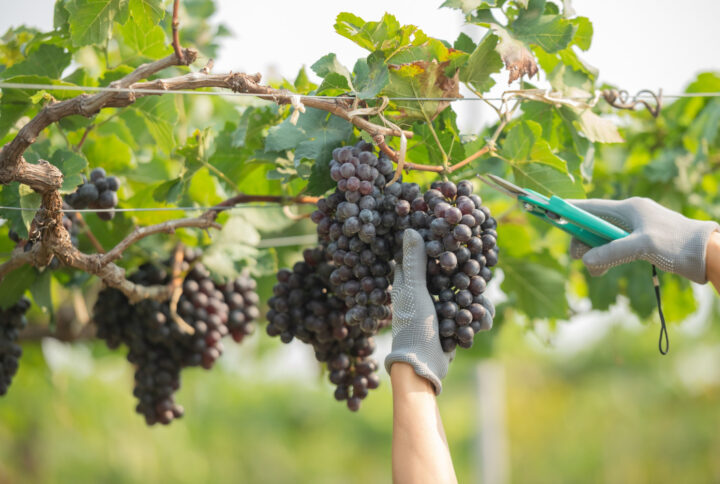cultivo de uva para vinhos finos