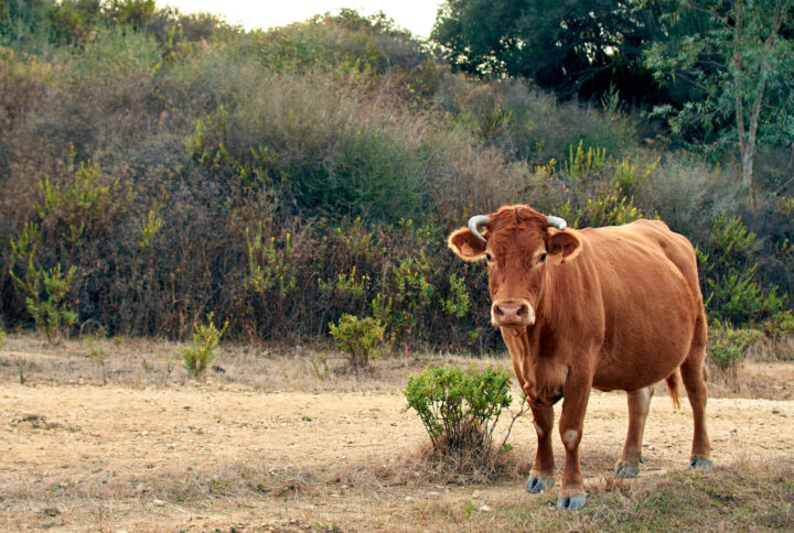 A importância do semiconfinamento do gado durante a seca