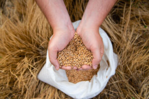 Da colheita ao consumo: garanta a segurança no armazenamento de grãos de trigo